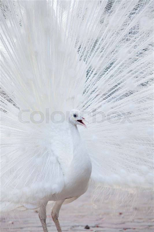 Portrait Of White Peacock During Courtship Display,white peacock shows its tail (feather), stock photo