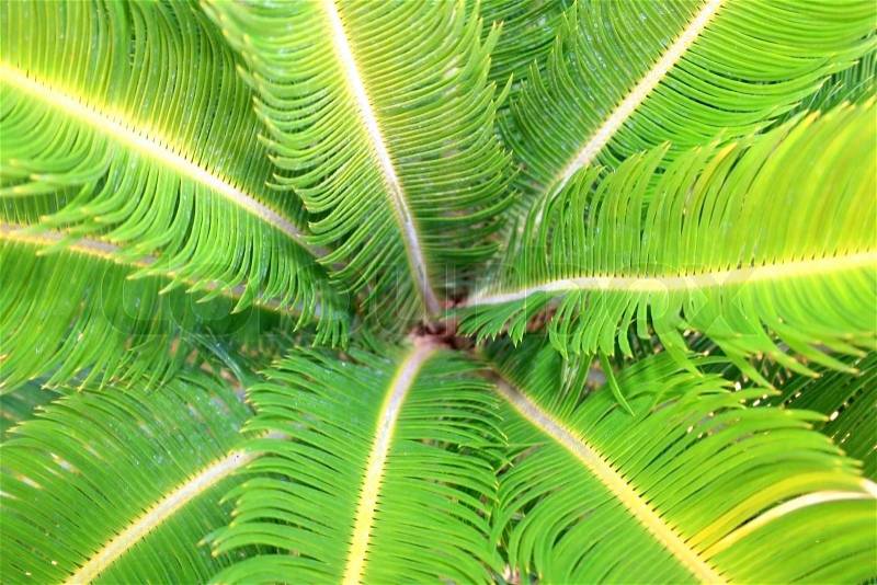Palm leaves as a nice background, stock photo