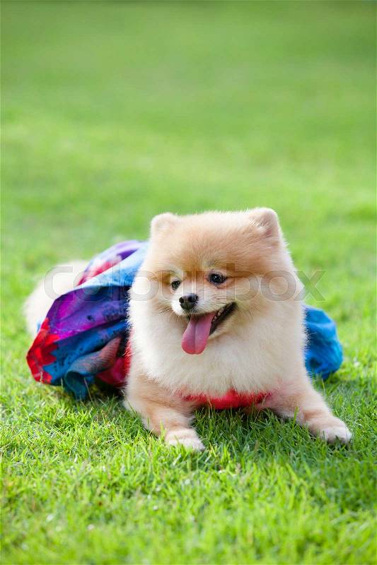 Pomeranian dog on the lawn it wear clothes for dog and clothes of pom has ping and blue color, stock photo