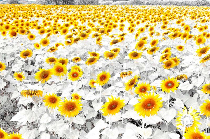 Standing out from the crowd - bright sunflower on a grayscale sunflowers field backgrounds, stock photo