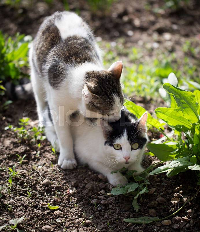 Cats make love in the spring outdoors , stock photo