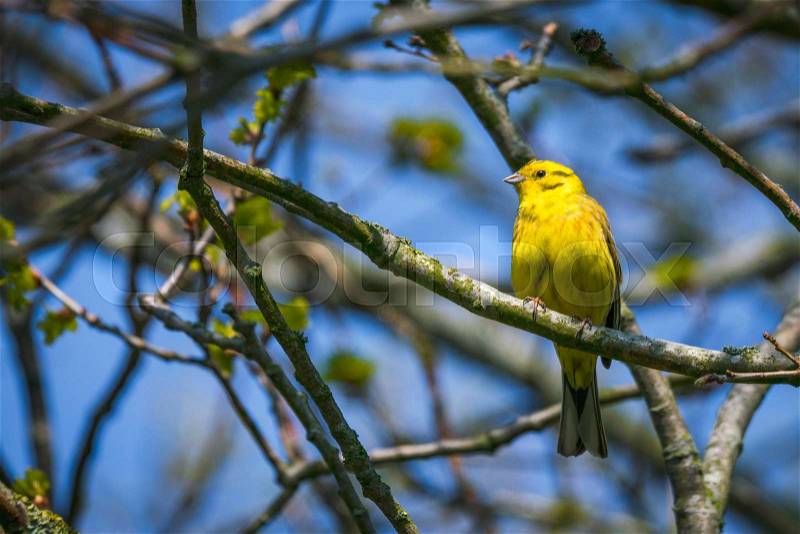 Serinus Serinus bird on a small twig in a tree in the spring with golden feathers, stock photo
