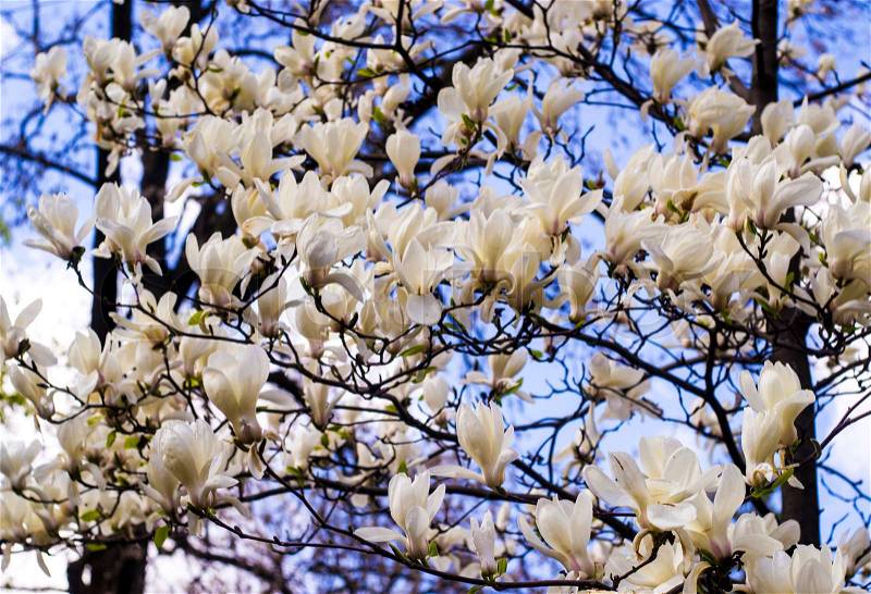 White magnolia. Creamy blossom of white magnolia tree. Beautiful creamy magnolia flower. Magnolia flower in Botanic garden, stock photo