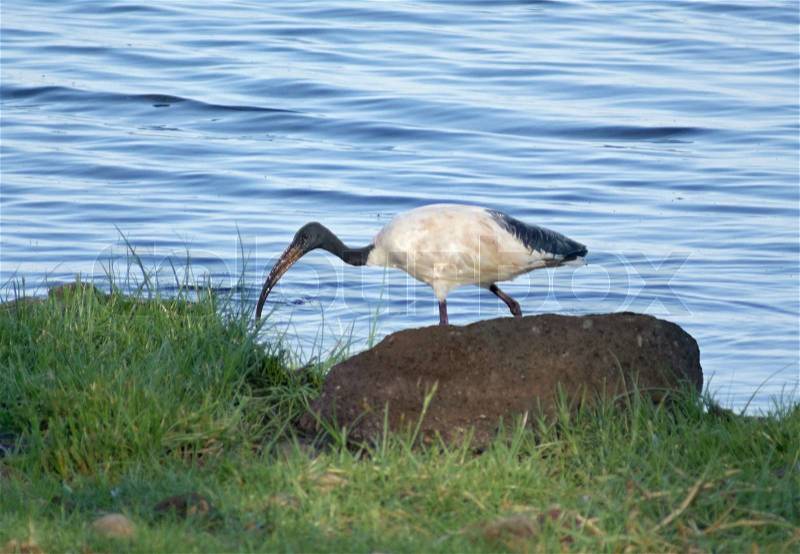Riverside scenery in Uganda (Africa) showing a bird named \