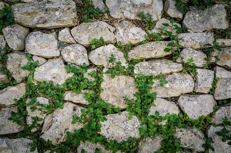 Tiled stack stone wall with green creeper plant as background, stock photo