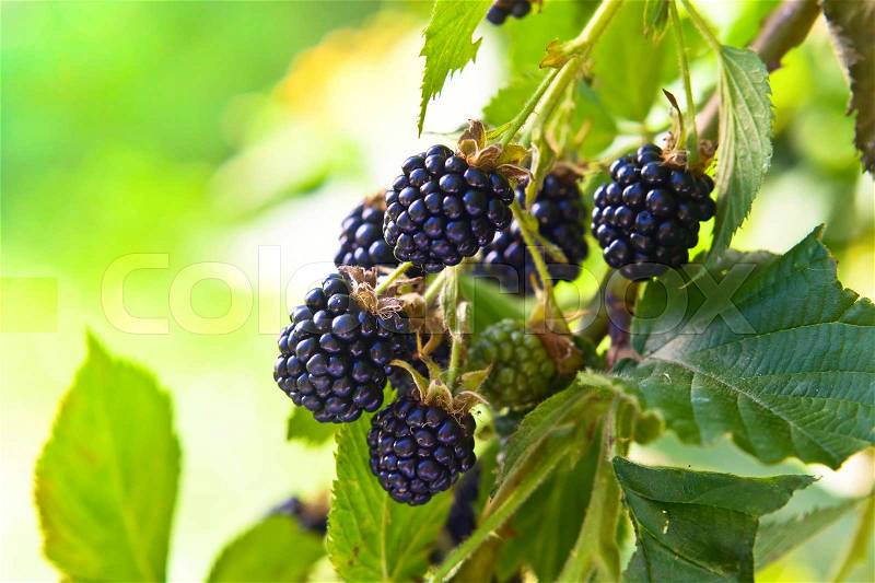 Blackberries on a branch in garden . Natural organic food, stock photo