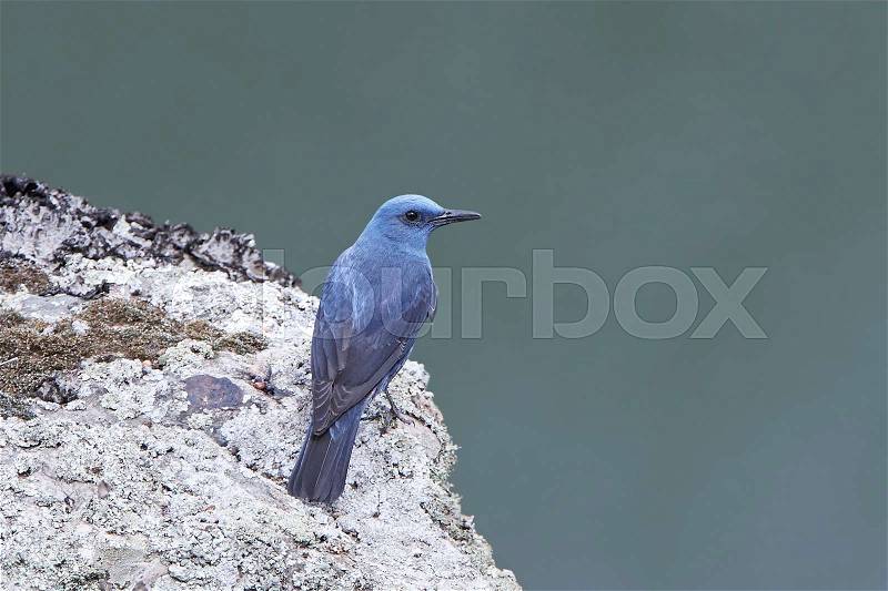 Blue rock thrush sitting on a rock in its natural habitat, stock photo