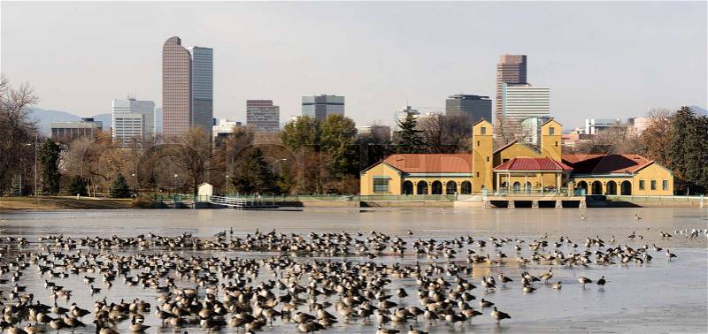 City Park Lake Ferril Frozen Water Migrating Geese, stock photo