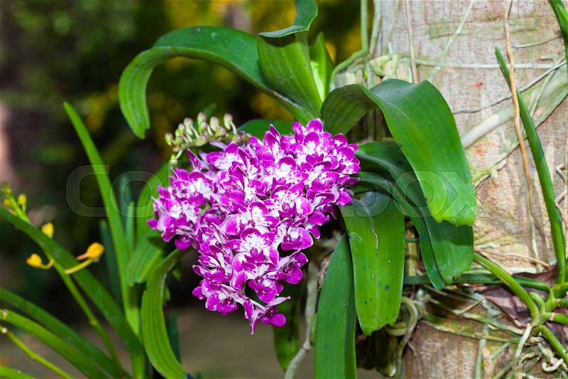 Wild orchids and a garden.Orchid purple spots, stock photo