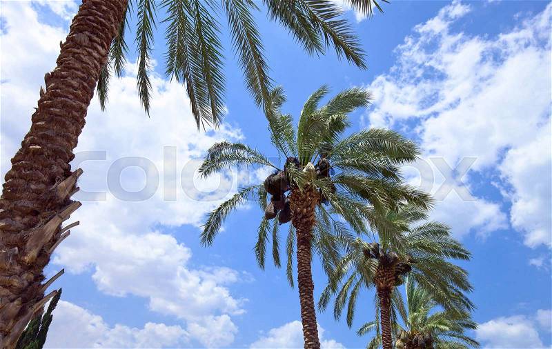 Orchard with palm date trees against a blue and cloudy sky, stock photo