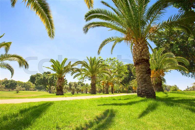 Orchard with palm date trees against a blue sky, stock photo