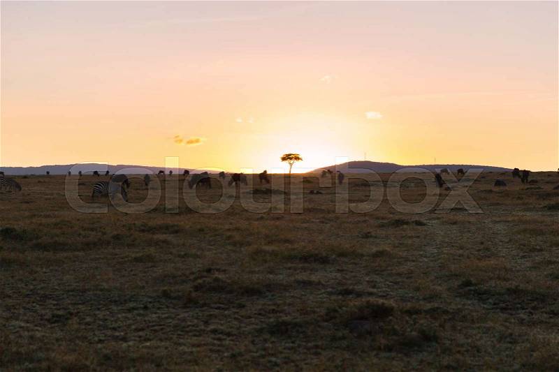 Animal, nature and wildlife concept - group of different herbivore animals in maasai mara national reserve savannah at africa on sunset, stock photo