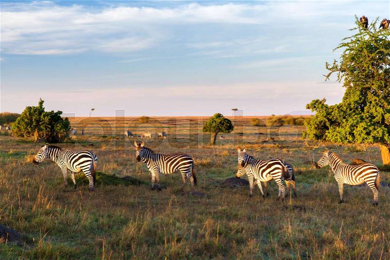 Animal, nature and wildlife concept - zebras herd grazing in maasai mara national reserve savannah at africa, stock photo