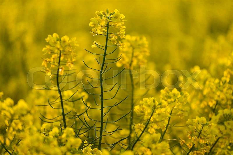 Blooming yellow canola field - rape on the field during spring, stock photo