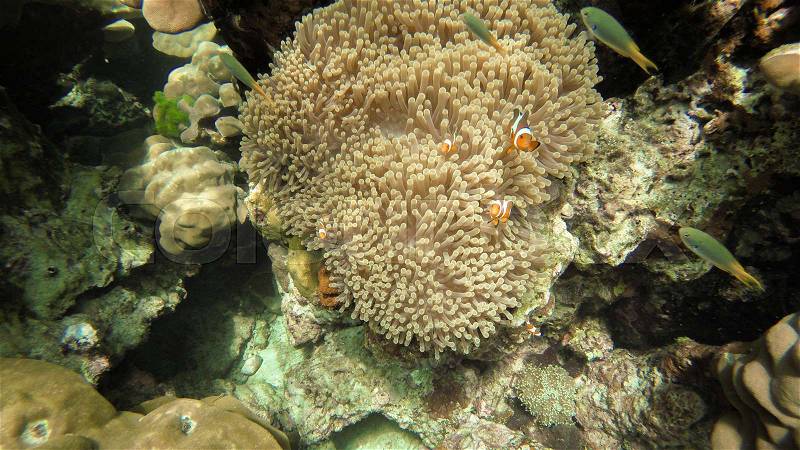 Nemo (Anemonefish) family in front of their anemone home. Andaman Sea, Thailand, stock photo