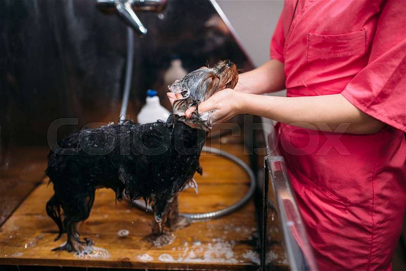 Pet grooming, dog washing in groomer salon. Professional groom and hairstyle for domestic animals, stock photo