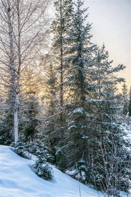 Nature in winter. Winter forest landscape with snow in cold weather Karelia, Russia, stock photo
