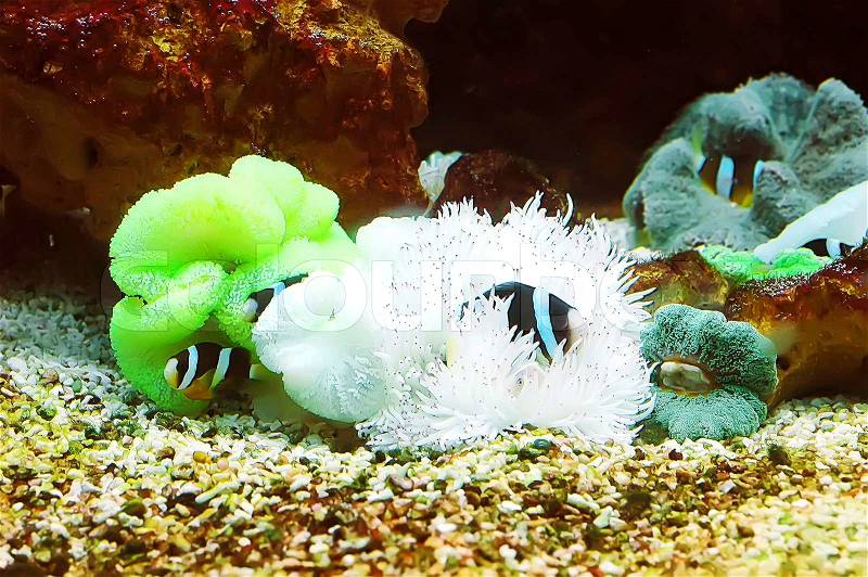 The Marine Fish - Ocellaris clownfish, stock photo