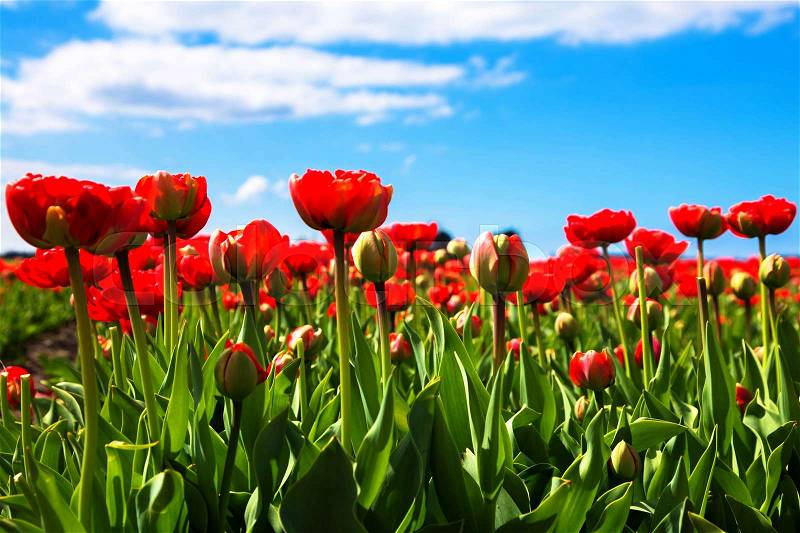 Spring red flowers tulips field. Many blooming flowers tulips, stock photo