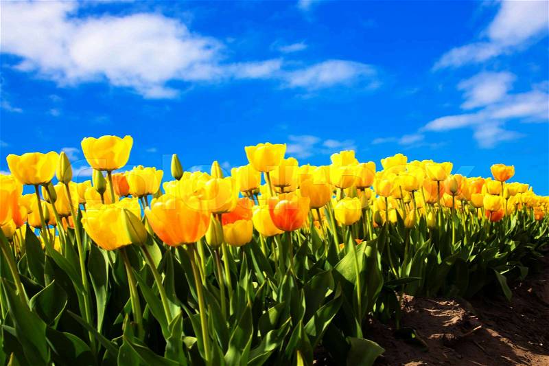 Spring yellow flowers tulips field. Many blooming flowers tulips, stock photo