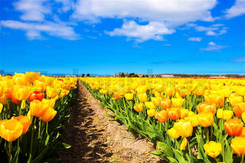 Spring red and yellow flowers tulips field. Many blooming flowers tulips, stock photo
