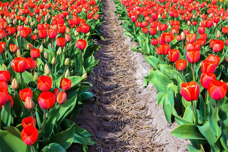 Spring red flowers tulips field. Many blooming flowers tulips, stock photo