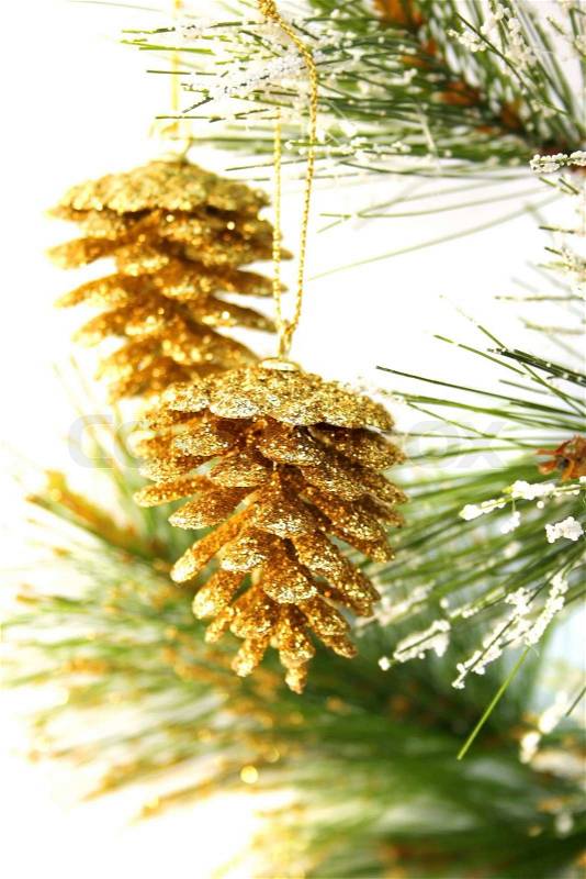 Christmas cones hanging on fir tree isolated on white background, stock photo