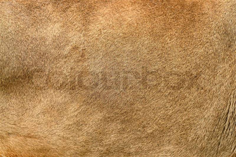 Closeuo real lion skin texture. Lion fur background texture image background, stock photo