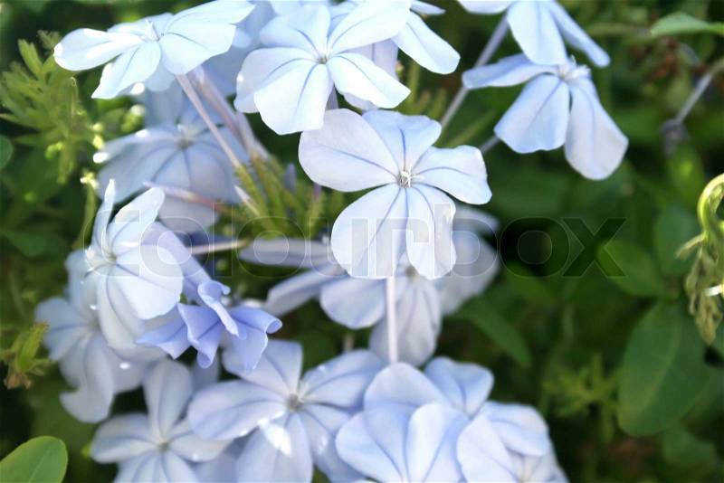 Beautiful blue tropical flowers in Cyprus, stock photo