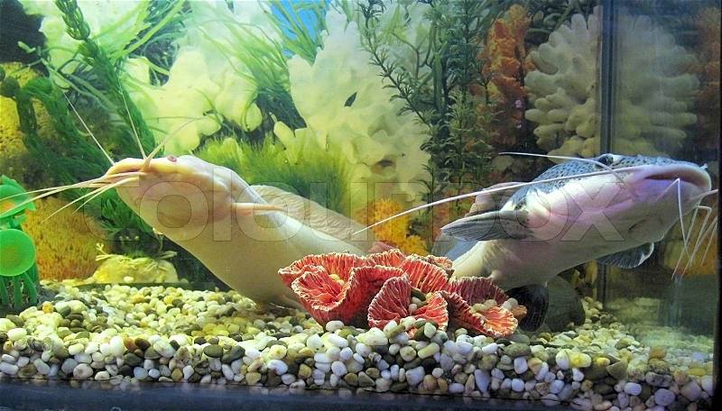 Aquarium with big fishes, stock photo