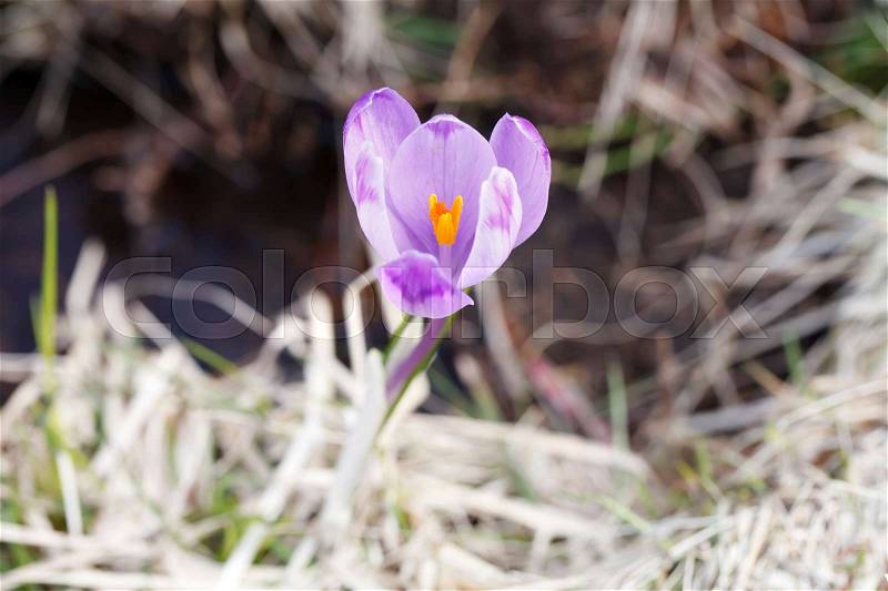 Spring, the first flowers, colorful crocuses blooming, beautiful nature background, close-up, blurred background, stock photo