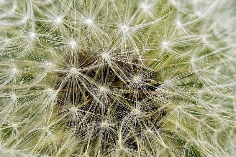 Delicate background of white soft and fluffy seeds of the dandelion flower, stock photo