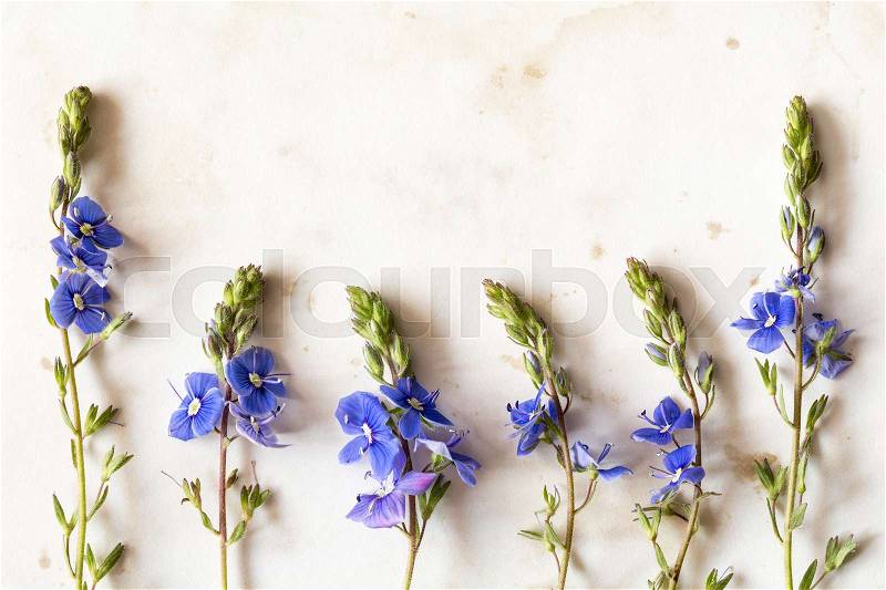 Six blue wildflowers on old paper background. Copy-space, stock photo