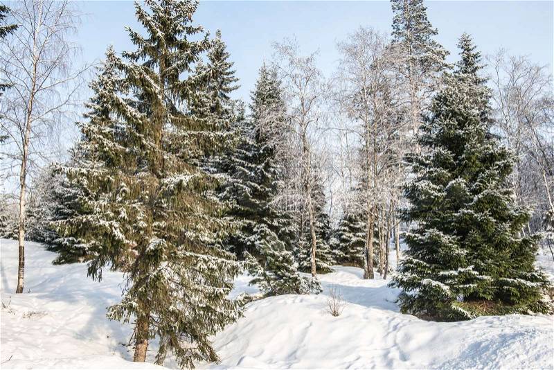 Nature in winter. Winter forest landscape with snow in cold weather Karelia, Russia, stock photo