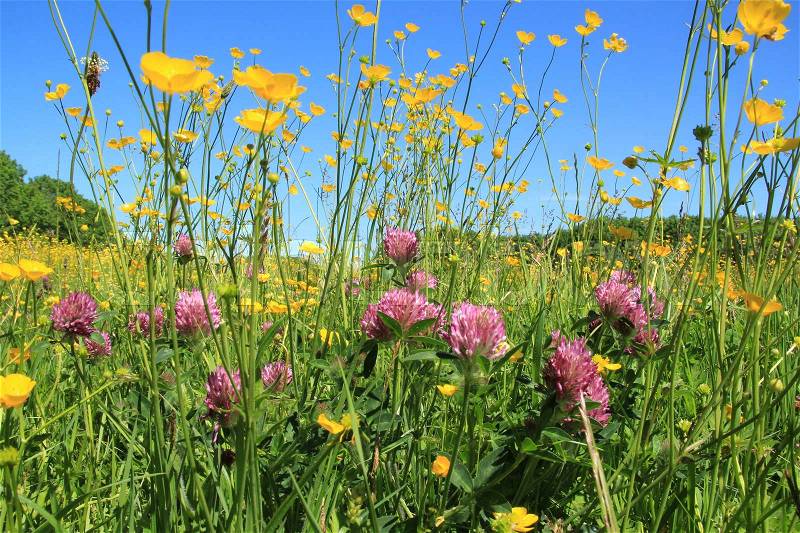 Blue sky and many blooming clover and buttercups in the pasture at the countryside in the lovely summer, stock photo