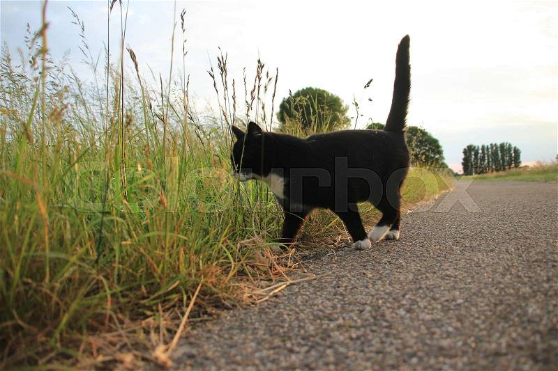 The hunter, the cat is looking to a prey in the high grass along the bike path at the countryside at sunset in the summer, stock photo