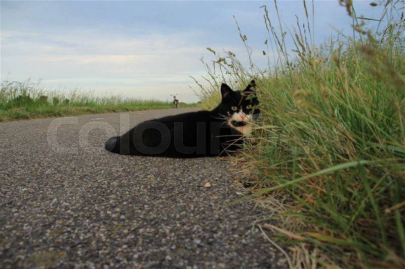 The shy cat is looking to the camera and in the distance the bike of the boss at the countryside at sunset in the beautiful summer, stock photo