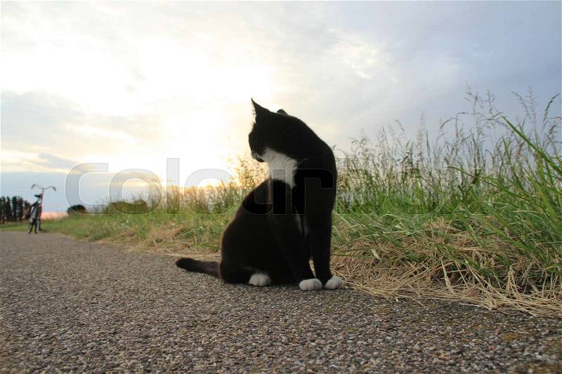 In the distance the bike of the boss and the cat is looking to the wonderful sunset at the countryside in the beautiful summer, stock photo