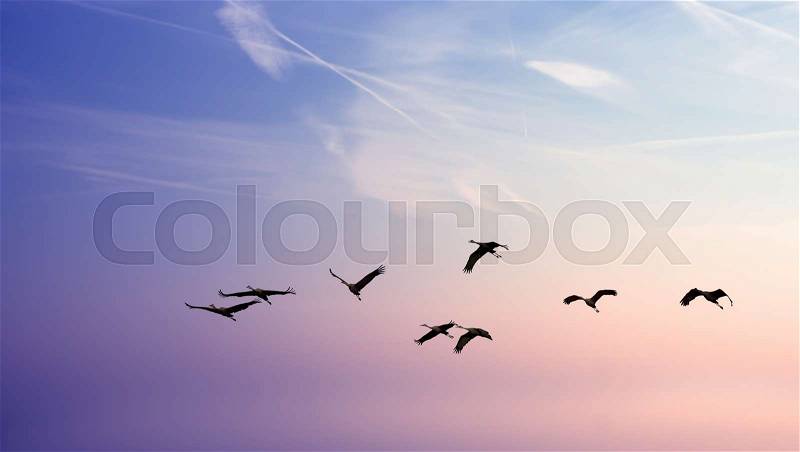 Beautiful sky on sunset or sunrise with flying birds natural background , stock photo
