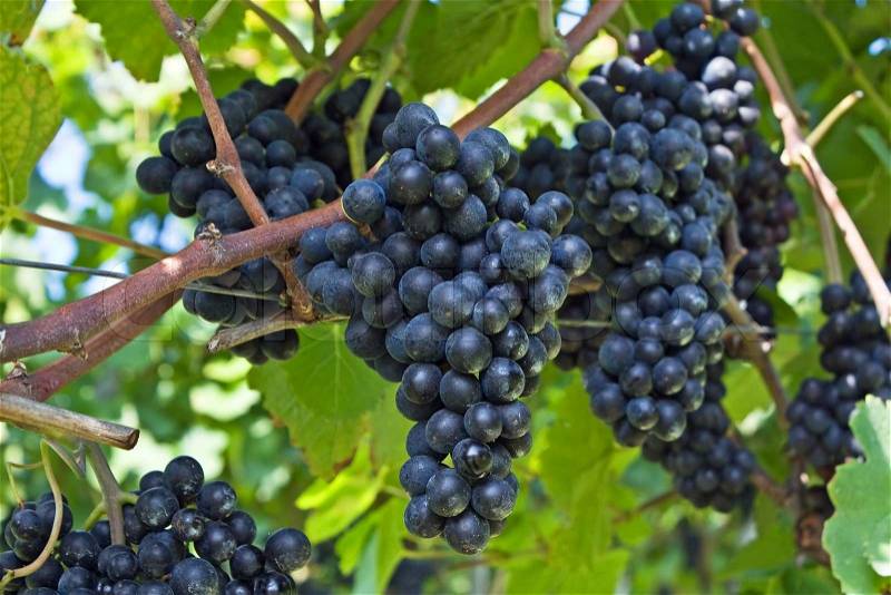 Blue ripe grapes in the vineyard, stock photo