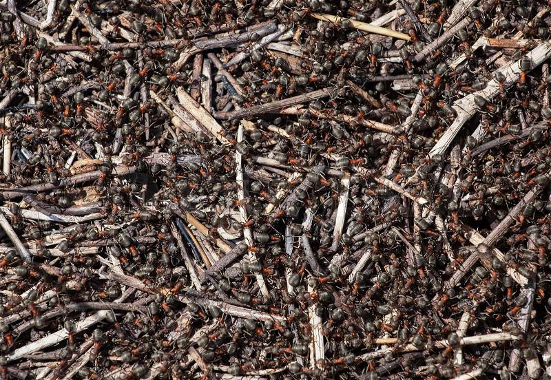 A flock of ants gather food near an anthill, stock photo