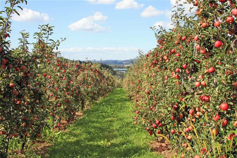 Apple garden full of riped red apples, stock photo