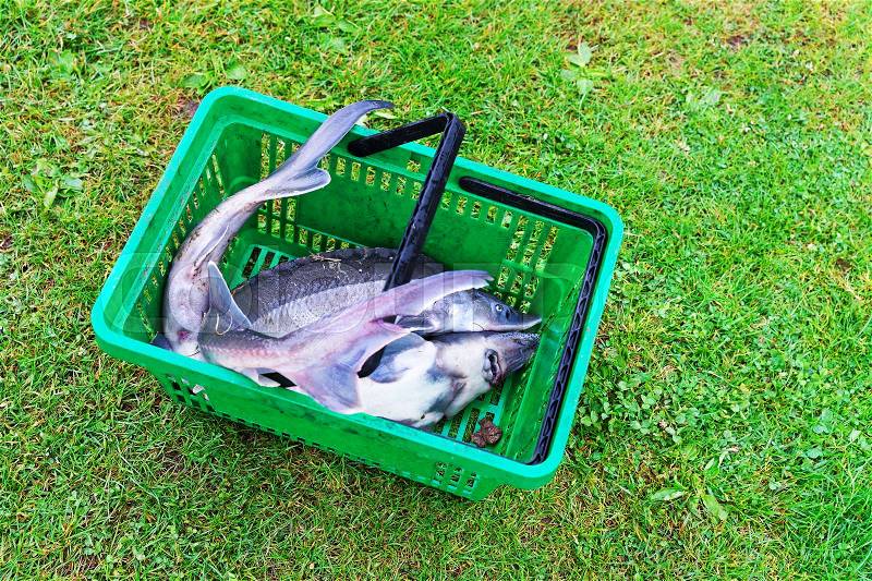 Sturgeon catch lying in the basket, Vilnius countryside in Lithuania, stock photo