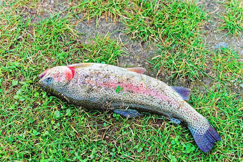 Rainbow Trout catch lying on the grass, Vilnius countryside, Lithuania, stock photo