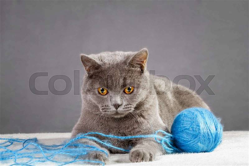 British Blue cat playing with ball of yarn, stock photo