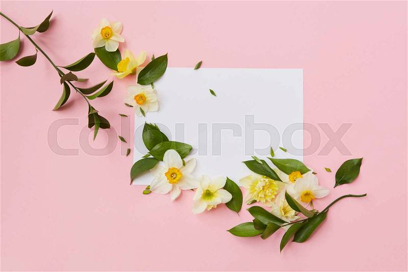 Horizontal corner frame with narcissus flowers and leaves on a pink background. Flat lay, stock photo