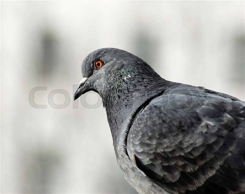 Closeup of a beautiful dove. Pigeon head and neck in profile. Selective focus, stock photo