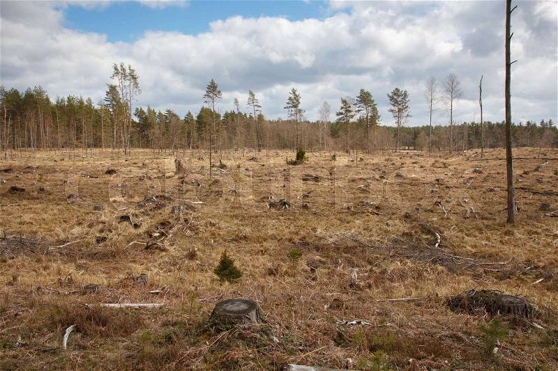 A big area of land where used to be a forest, stock photo
