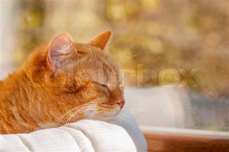 Red cat sleeping on the window in the basket, stock photo