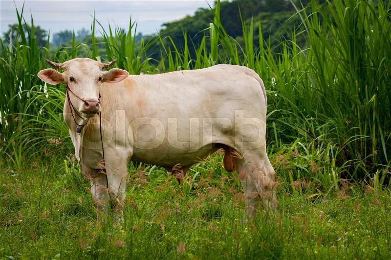 Image of white cow on nature background. Animal farm, stock photo